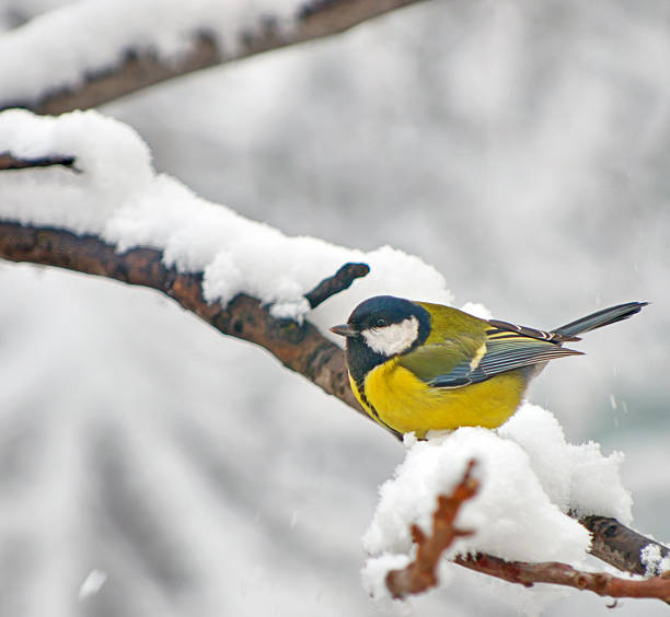 istock Blue Tit in the snow on a tree 463550889