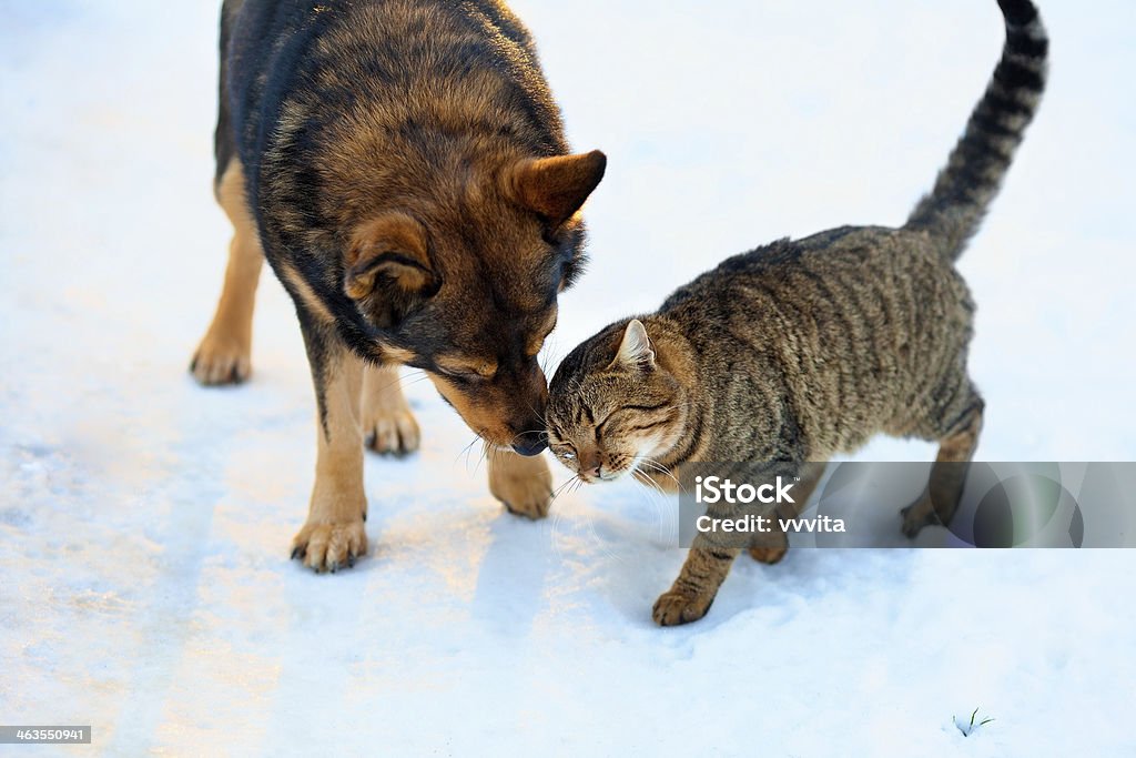 Perro y gato jugando juntos - Foto de stock de Perro libre de derechos