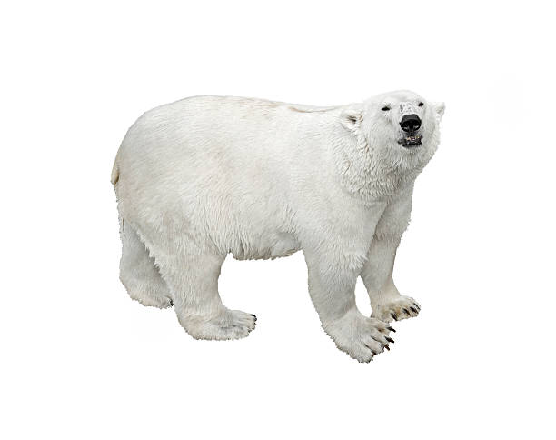 niedźwiedź polarny (izolowany) - polar bear young animal cub isolated zdjęcia i obrazy z banku zdjęć
