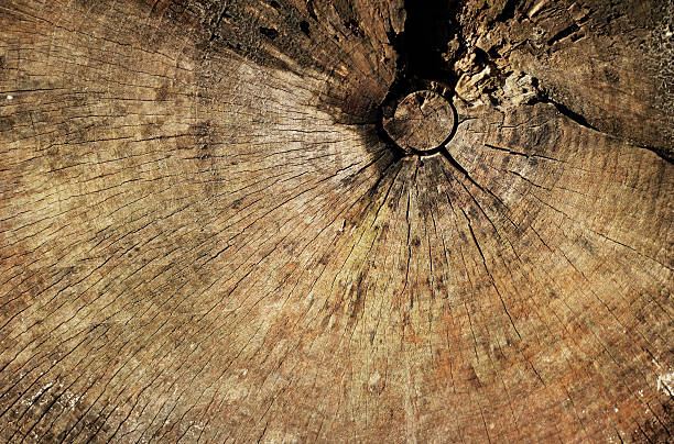 Tree-ring background stock photo