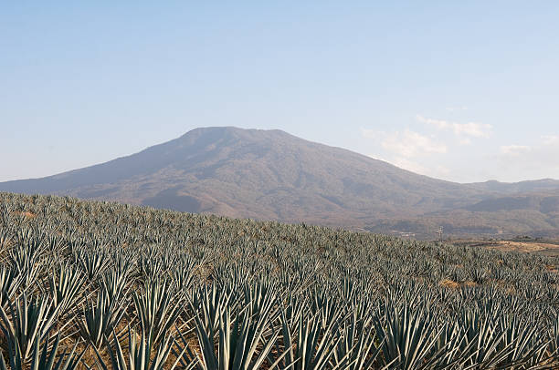 Agave field in Tequila, Jalisco (Mexico) Agave field in Tequila, Jalisco (Mexico) blue agave photos stock pictures, royalty-free photos & images