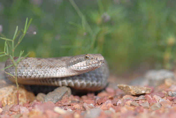 istock Arizona Twin-spotted Rattlesnake 463554813