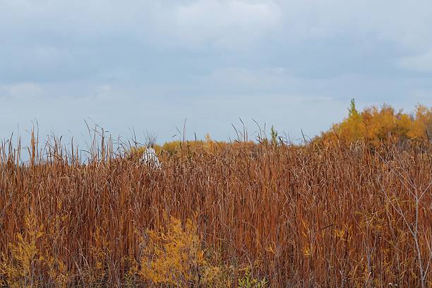 automne prairie herbe - manitoba prairie landscape canada photos et images de collection