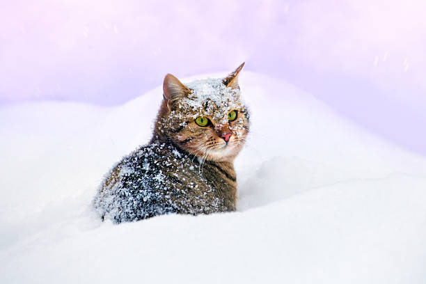 Cat lying in snow stock photo
