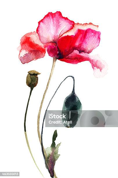 Watercolor Painting Of Isolated Poppy Flowers Stock Illustration - Download Image Now - Blossom, Flower, Flower Arrangement