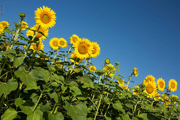 Słoneczniki – zdjęcie