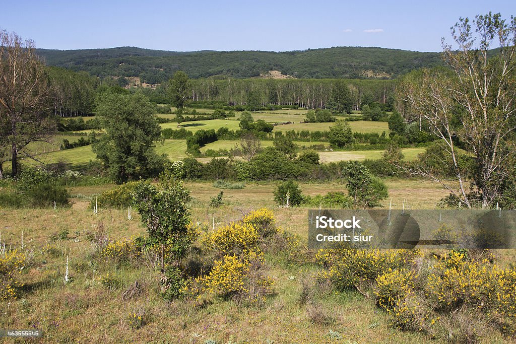 Landscape of Meadows and Groves -  Prados y Arboledas Meadows landscape with bushes and hedgerows, groves of poplar and oak woodland or forest on the banks of river - Paisaje de prados con matorrales y sebes, arboledas de chopos y monte o bosque de robles en la ribera de rio Birch Grove Stock Photo