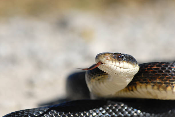 istock Adult Black Rat Snake 463560987