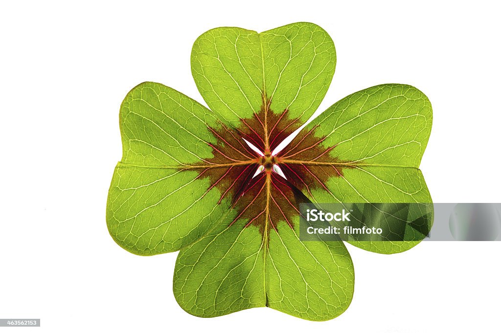 four-leaf clover single four-leaf clover isolated over white background Celebration Stock Photo