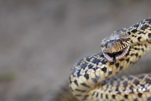 A large bull snake from central Kansas in a defense posture.