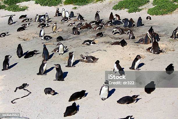 Pingüino De Colonias De África Foto de stock y más banco de imágenes de Aire libre - Aire libre, Amor - Sentimiento, Animal
