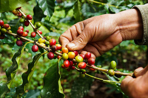 Picking coffee Picking coffee coffee crop photos stock pictures, royalty-free photos & images