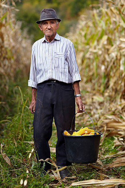 velho agricultor segurando um balde cheia de espiga de milho - defocused vegetable corn on the cob corn crop - fotografias e filmes do acervo