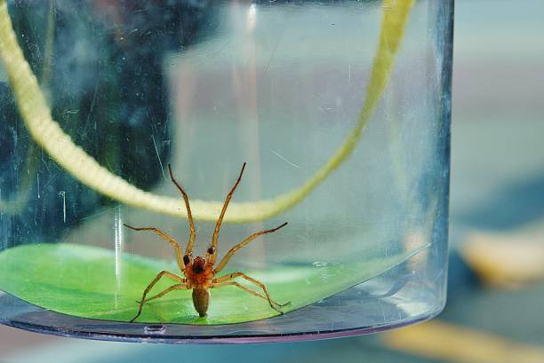 Spider In Jar 80+ Spider Spooky Jar Insect Stock Photos, Pictures & Royalty-Free ...