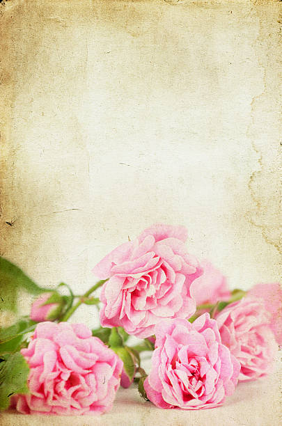 istock Pink roses on vintage paper background 463577321