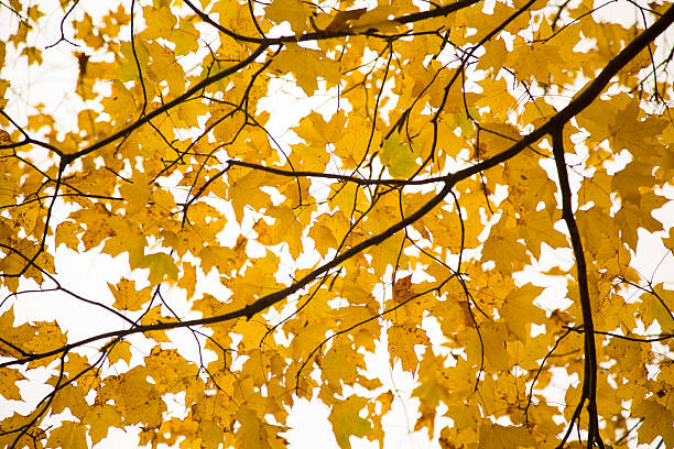 Jesień żółty leafs – zdjęcie