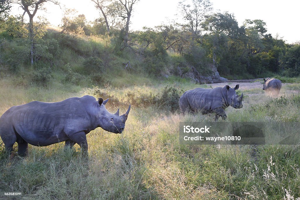 Белый носорог - Стоковые фото Африка роялти-фри