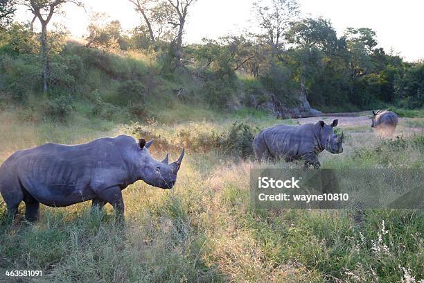 Белый Носорог — стоковые фотографии и другие картинки Африка - Африка, Белый, Большой