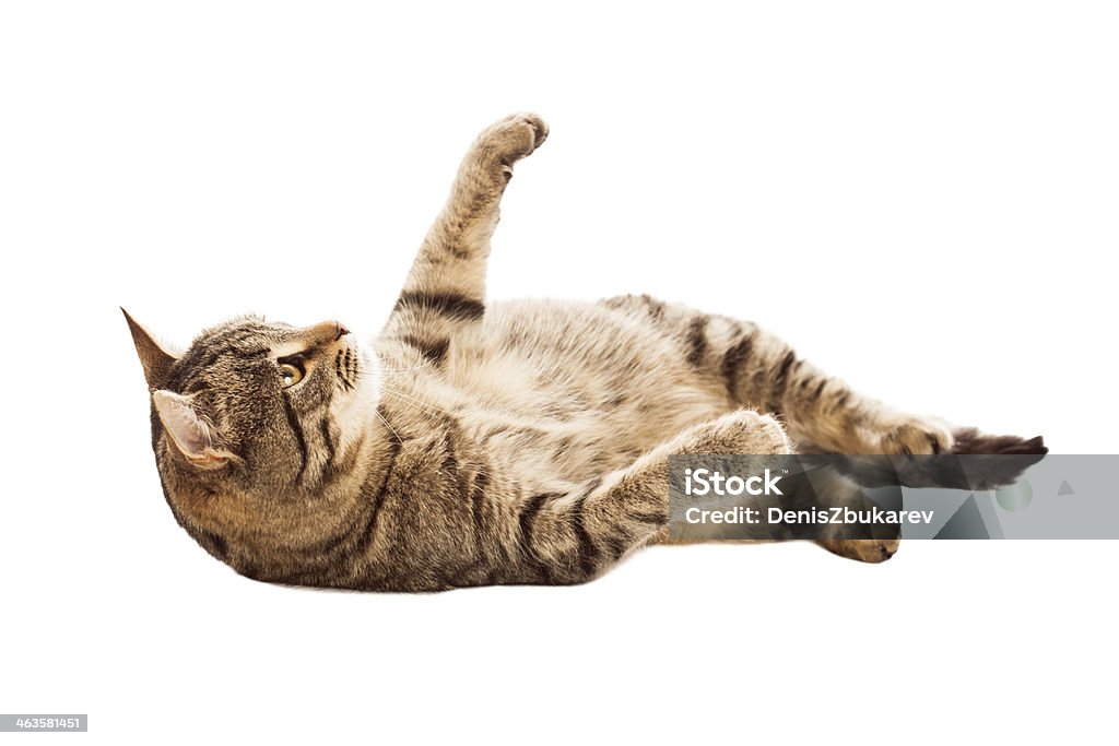 cat on white background Domestic Cat Stock Photo