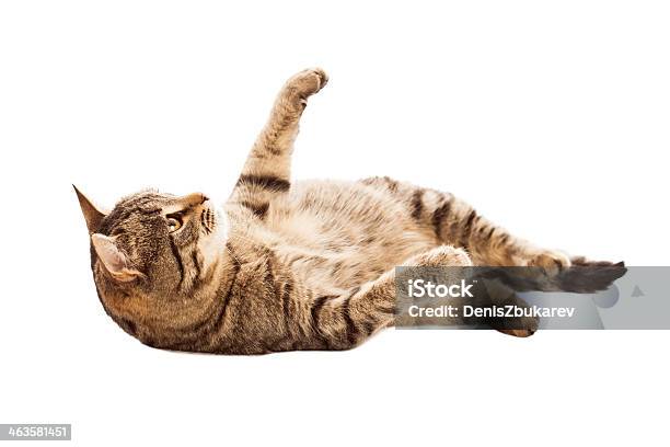 Cat On White Background Stock Photo - Download Image Now - Domestic Cat, Cut Out, White Background