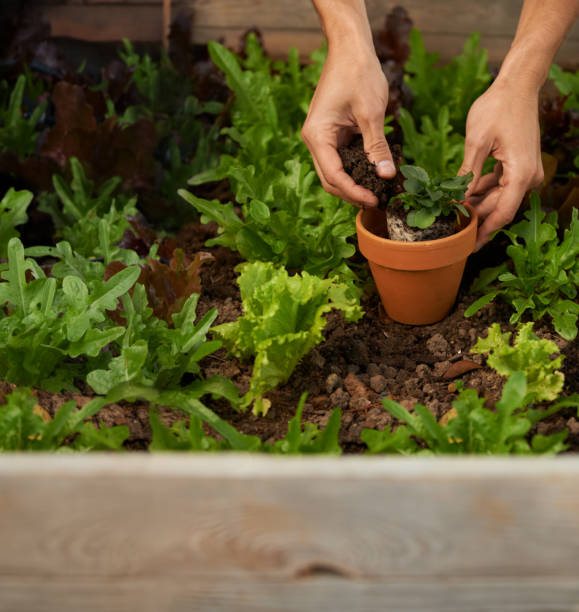 istock Getting back to nature through gardening 463581781
