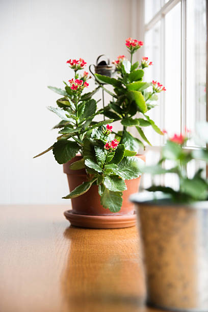 istock Red Kalanchoe Plants by a Window 463586183