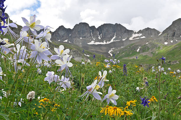 istock American Basin Columbine 463587857
