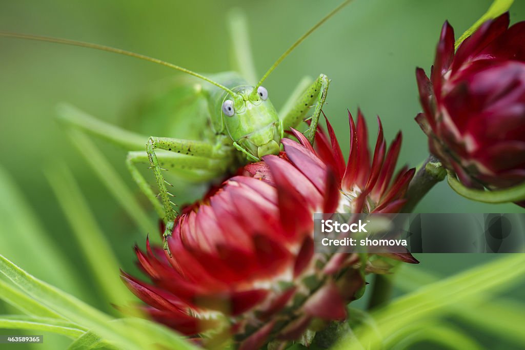 Enorme Cavalletta verde sul Fiore rosso - Foto stock royalty-free di Animale