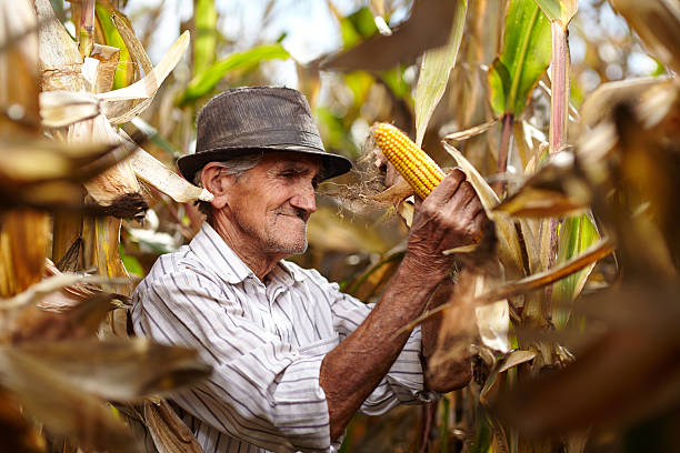 Old man at corn harvest stock photo