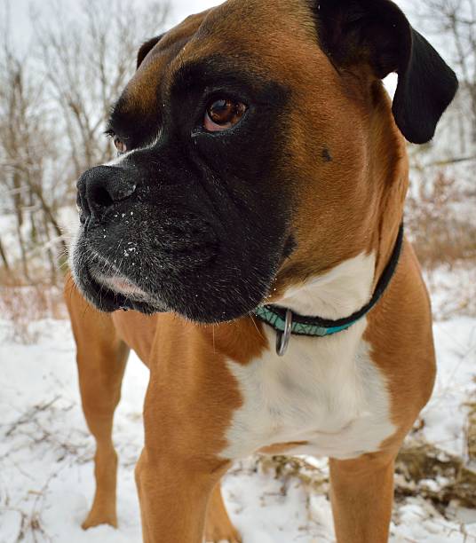 Irritante Pugilista - fotografia de stock