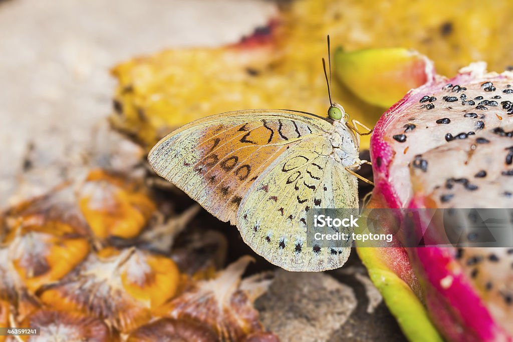 Common Earl Butterfly Close up of common earl (Tanaecia julii) butterfly feeding on the fruit Abdomen Stock Photo