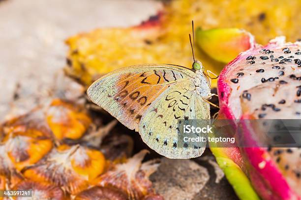 Common Earl Butterfly Stock Photo - Download Image Now - Abdomen, Animal, Animal Abdomen