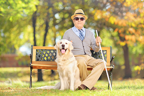 Senior blind gentleman sitting on bench with his dog Senior blind gentleman sitting on a wooden bench with his labrador retriever dog, in a park blind persons cane stock pictures, royalty-free photos & images