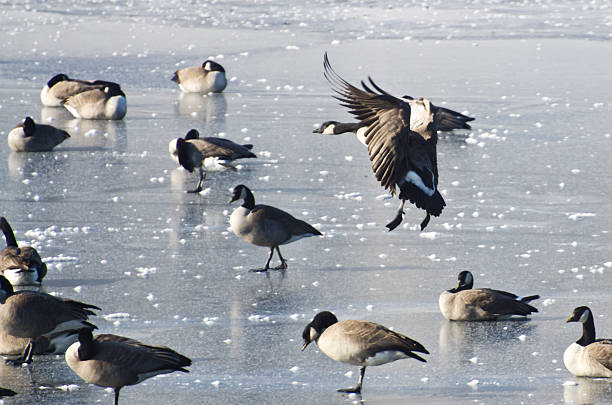 istock Canada Goose Landing on Frozen Lake 463601699