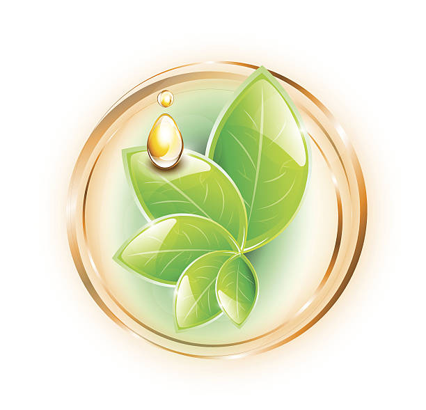 Green plant with glossy leaves and oil drops in rings vector art illustration