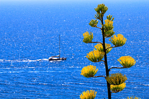 Sailing boat, yellow flowers and blue sea stock photo