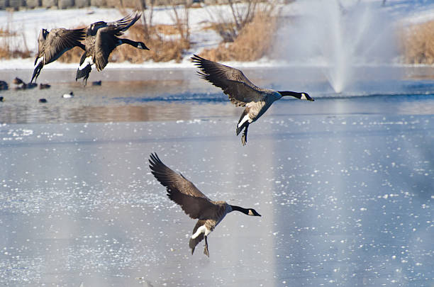 istock Canada Geese Landing on Frozen Lake 463607911