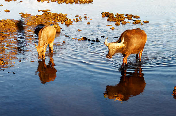 istock Asian water buffalo 463608275