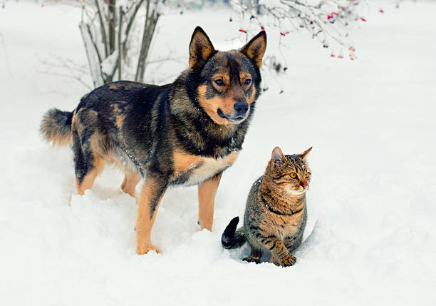 istock A cute cat and dog sitting in the snow 463609393