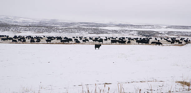 国内ファーム動物冷凍の牛の冬景色の国のランチ - prairie farm winter snow ストックフォトと画像