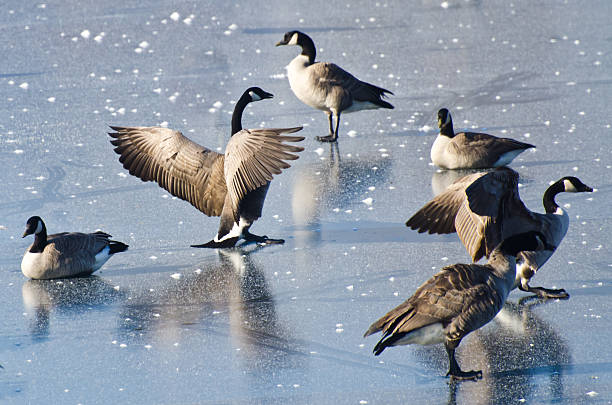 istock Canada Geese Landing on Frozen Lake 463610179