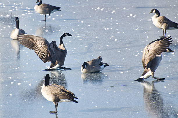 istock Canada Geese Landing on Frozen Lake 463610287