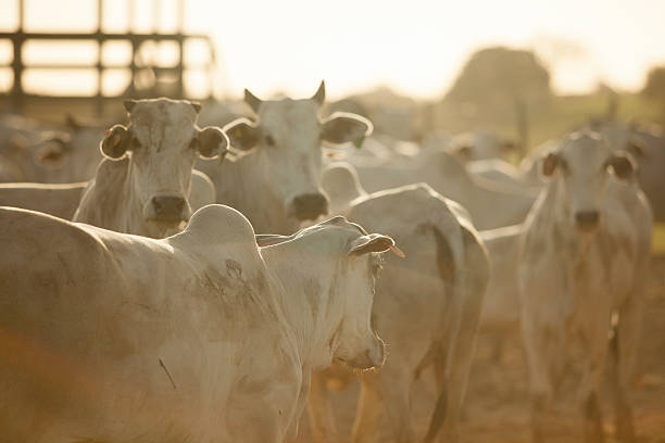 Nelore Cattle Herd Breeding farm Nelore cattle. Livestock rearing and fattening of cattle for fridge. Confined cattle for slaughter. corral photos stock pictures, royalty-free photos & images