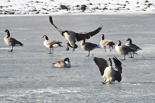istock Crash Landing on Frozen Lake 463613263