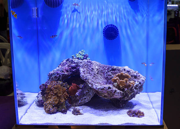 istock coral in aquarium 463613319