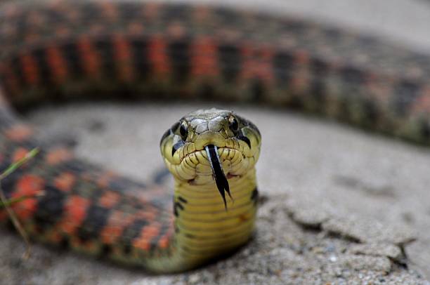 istock Poisonous Snake Yamakagashi 463613481