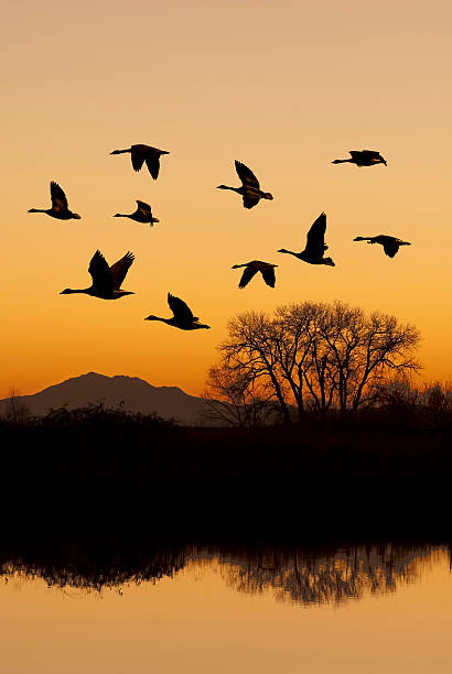 istock Canadian Geese in Flight 463615481