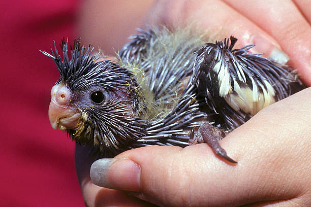 istock Baby Cockatiel Young Chick Bird in Hands 463616077