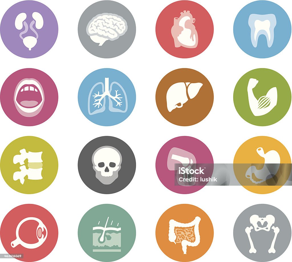 Human Anatomy / Wheelico icons / Set #25 / transparent png-24 version included / Vector stock vector