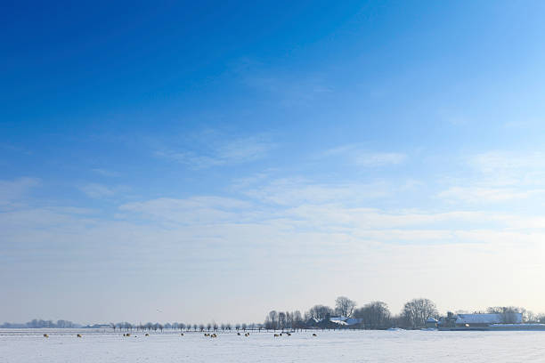 winter landscape in the Dutch countryside on a cold winter morning; Schipluiden, Netherlands